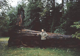 L'autore accanto ad un grande albero morto alla foce del Kitimat River nel Nord della British Columbia 

