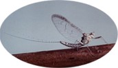 Cloeon Dipterum.Imago Femmina