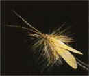 Dry Yellow Sedge