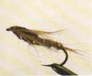 Larva di Maggio